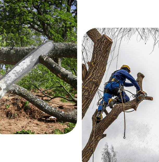 Left image: Chainsaw cutting a tree branch. Right image: Arborist in protective gear climbing and working on a tree.