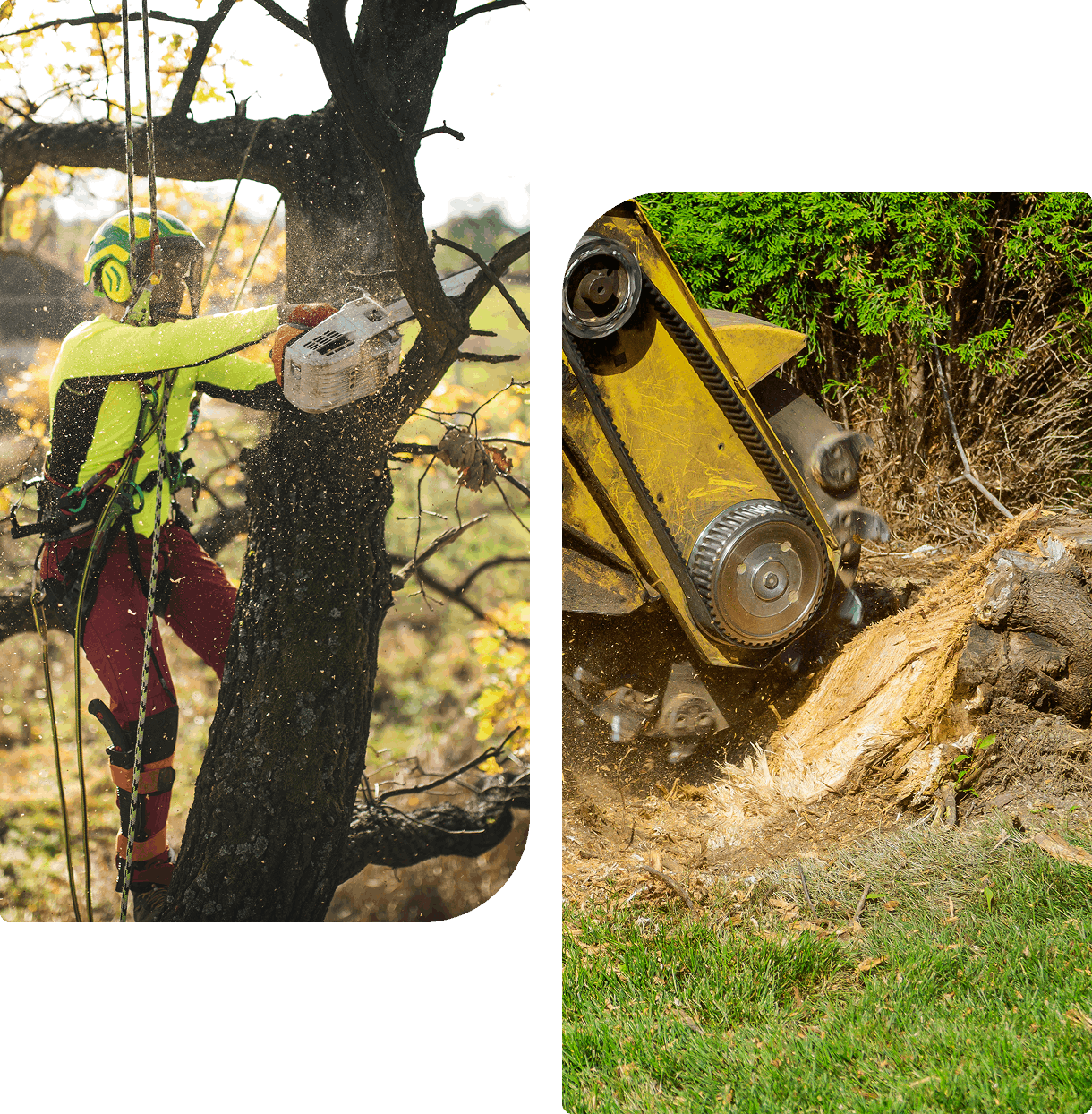 Tree worker cuts a tree with a chainsaw. Another image shows a stump grinder machine removing a tree stump.