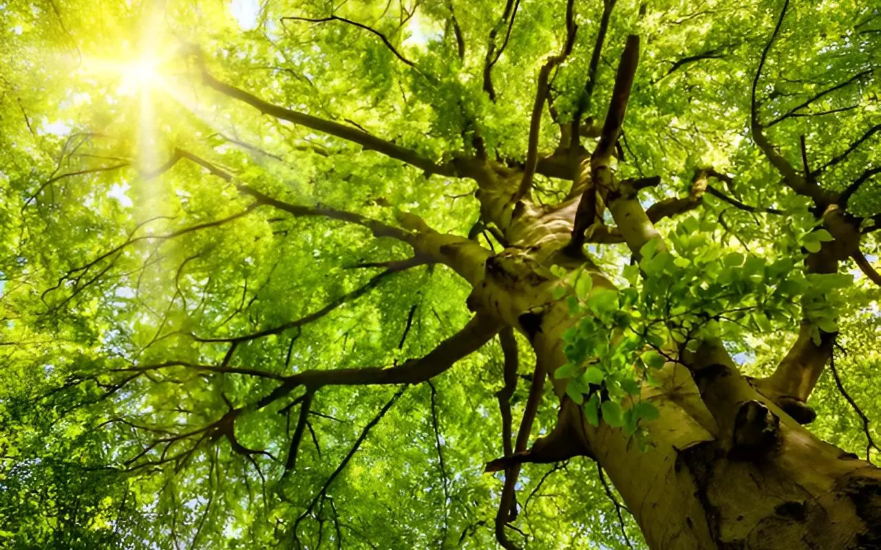 578edfa2-56a6-4b16-9c44-1185911fe0e7 (1) A tree with green leaves and sun shining through it.