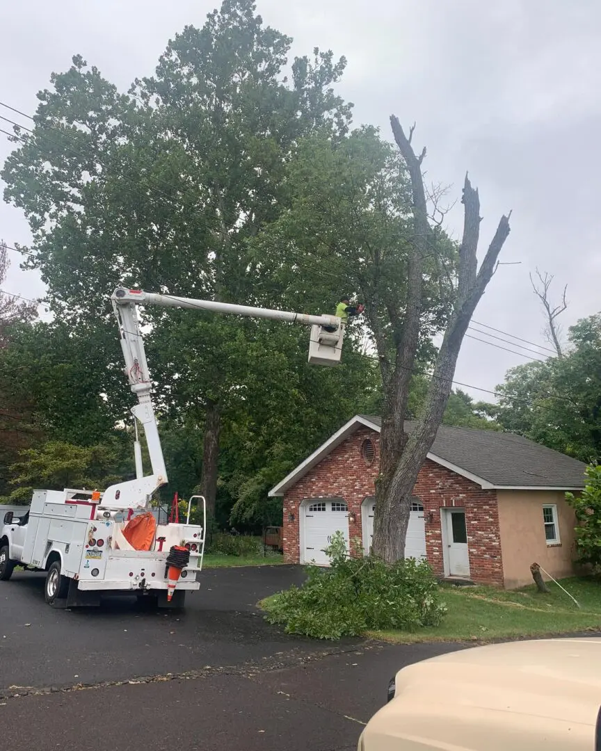 A tree is being cut down by a crane.
