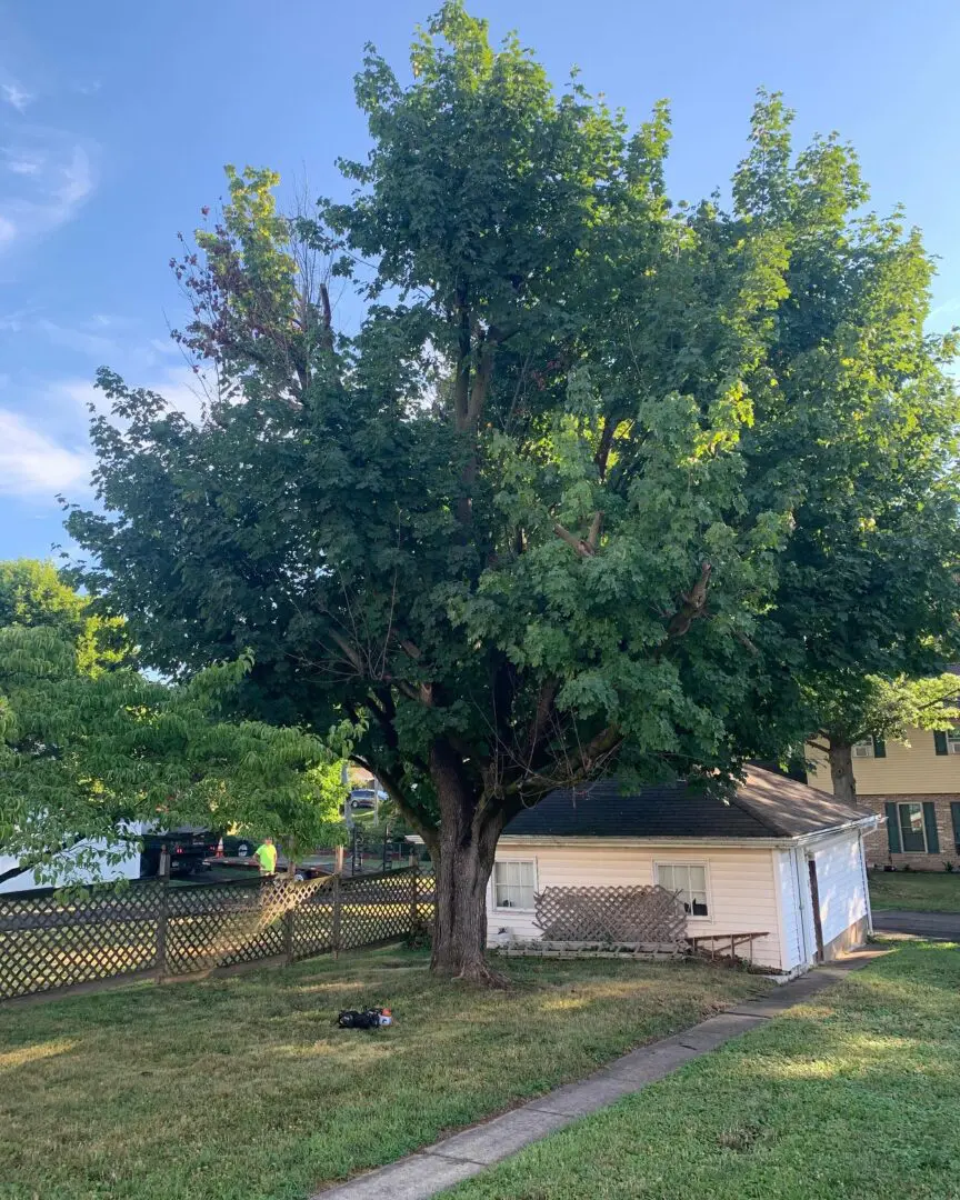 A large tree in front of a house.