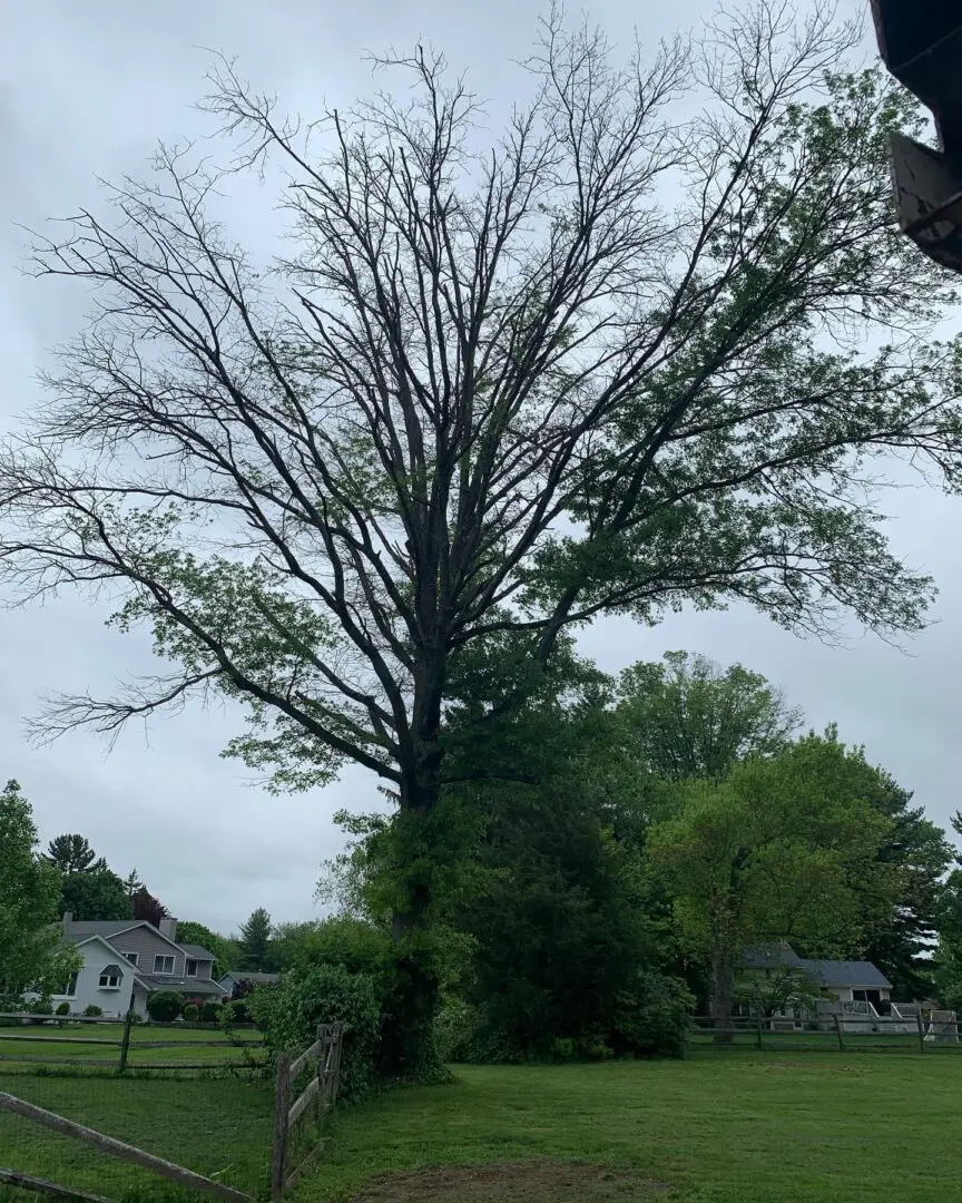 A large tree in the middle of a field.