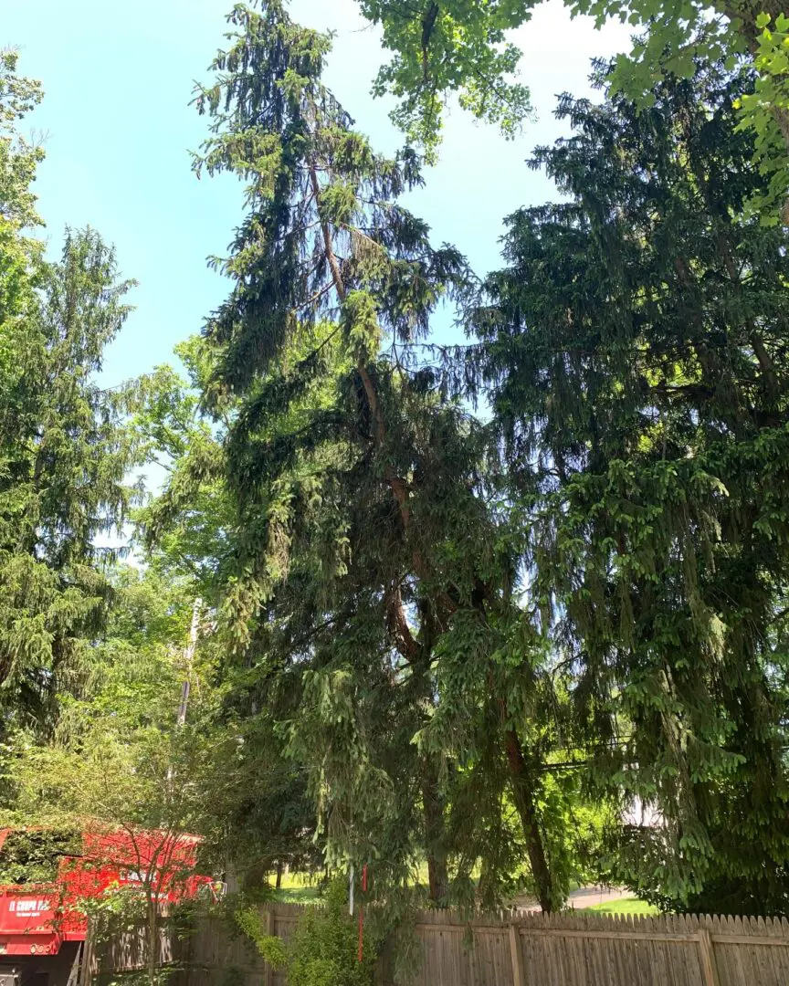 A view of trees in the forest from across the street.