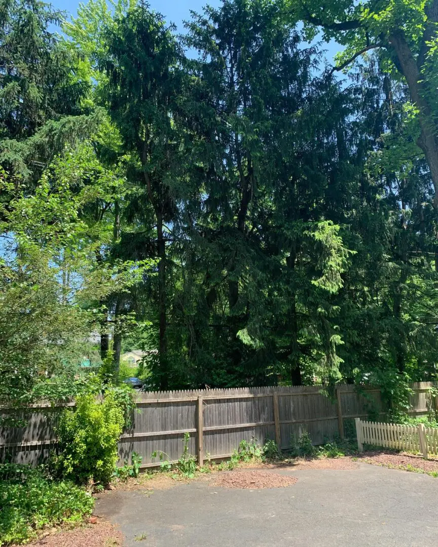 A fence that is in the middle of some trees.