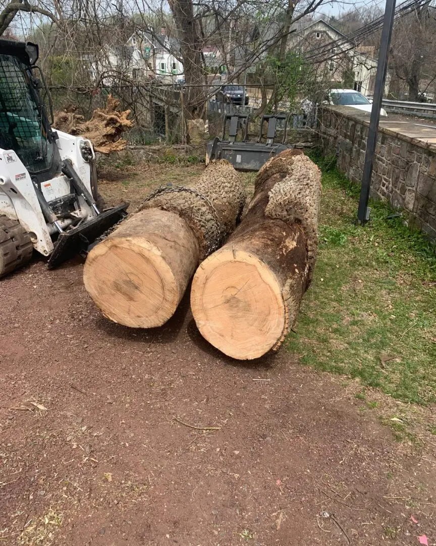 A couple of large logs are on the ground