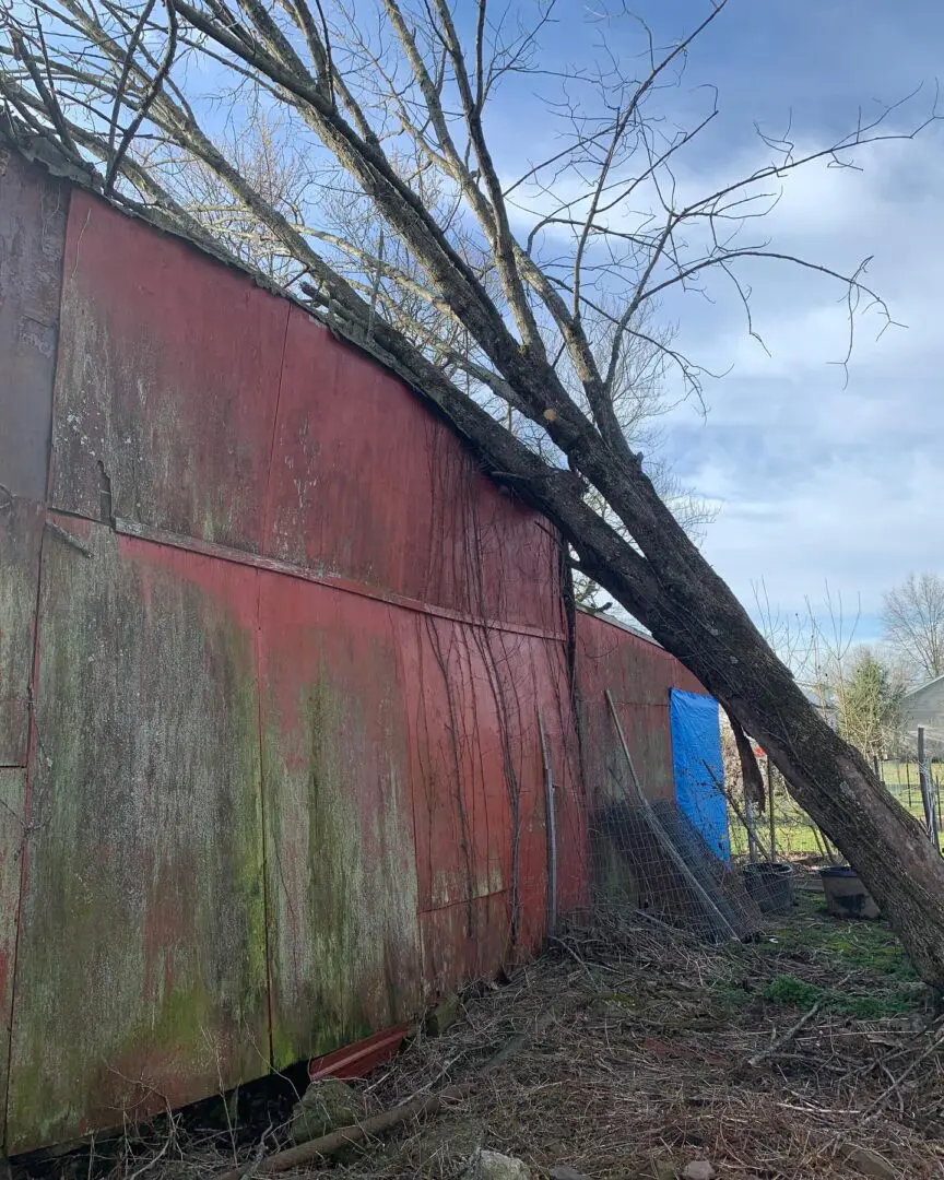 A tree that is leaning against the side of a building.