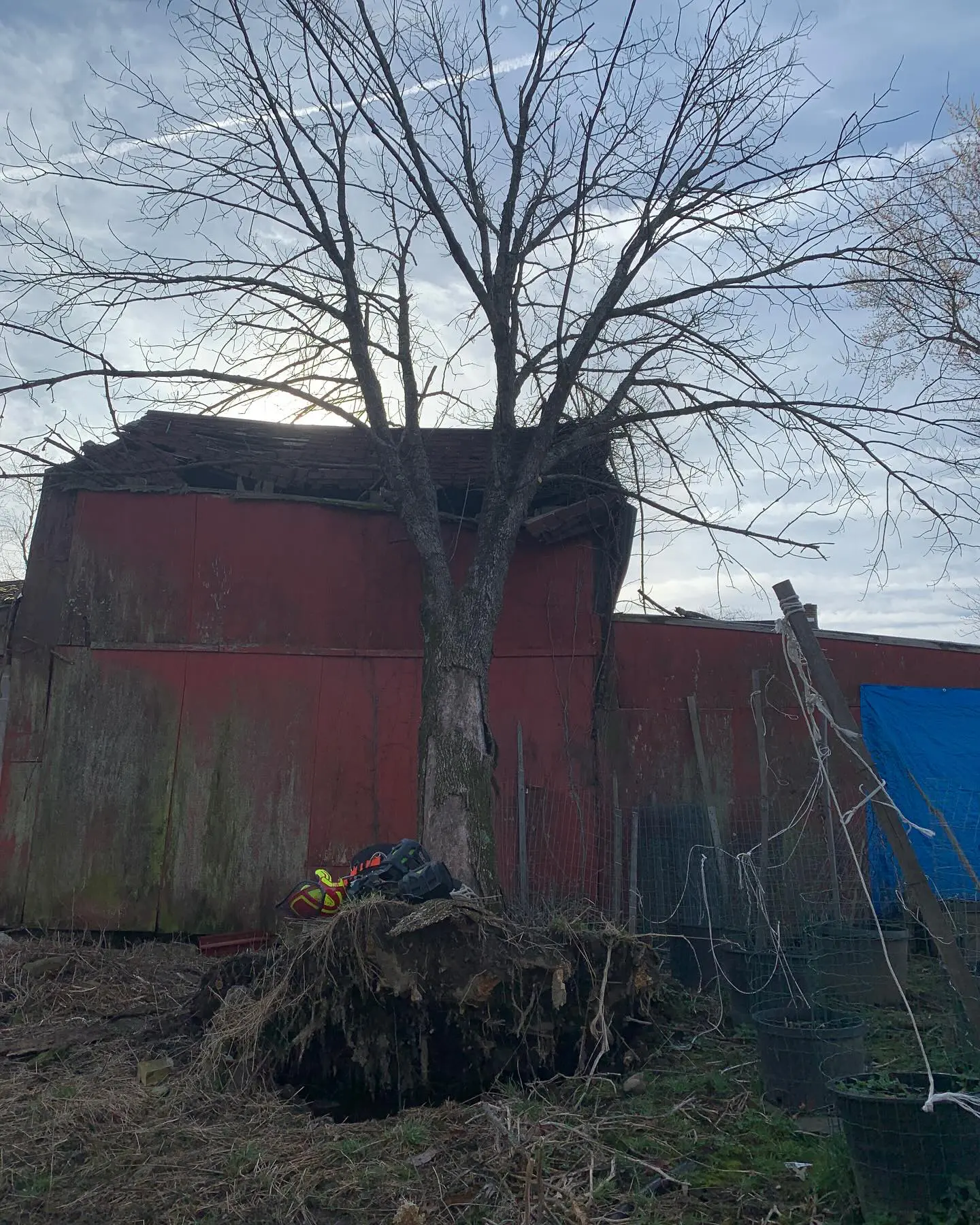 A tree is in front of a building and some hay.