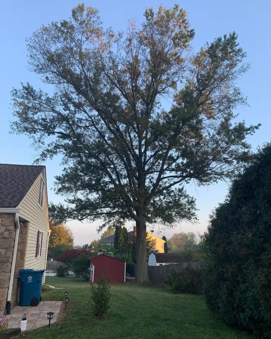 A large tree in the middle of a yard.