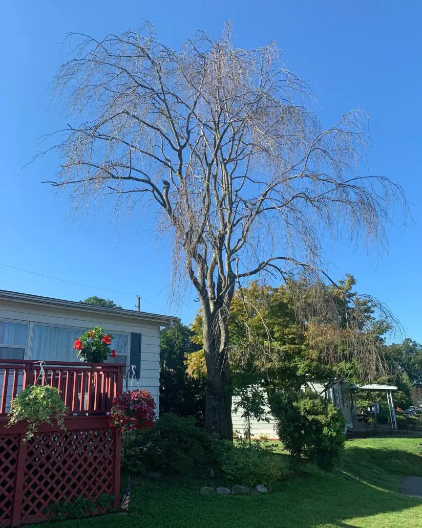 A tree that is in the yard of someones house