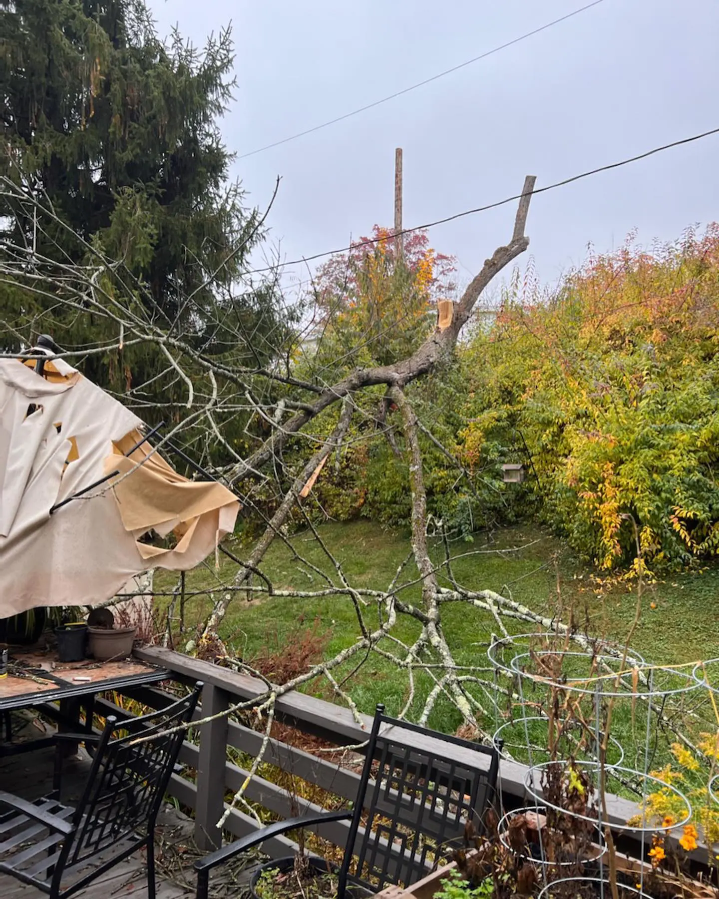 A tree that has been cut down and is sitting on the ground.