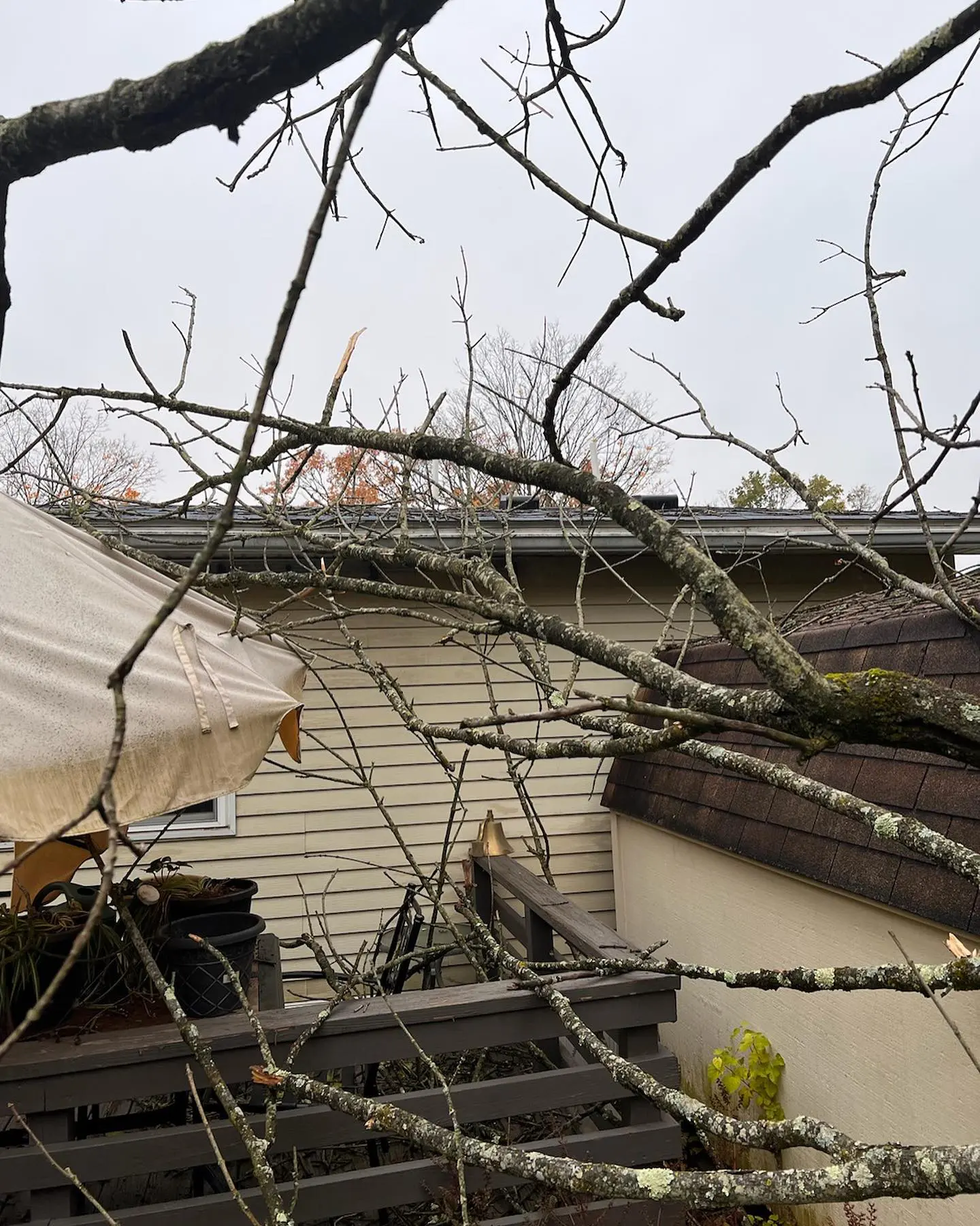 A tree branch that is bent over to get the branches out of.
