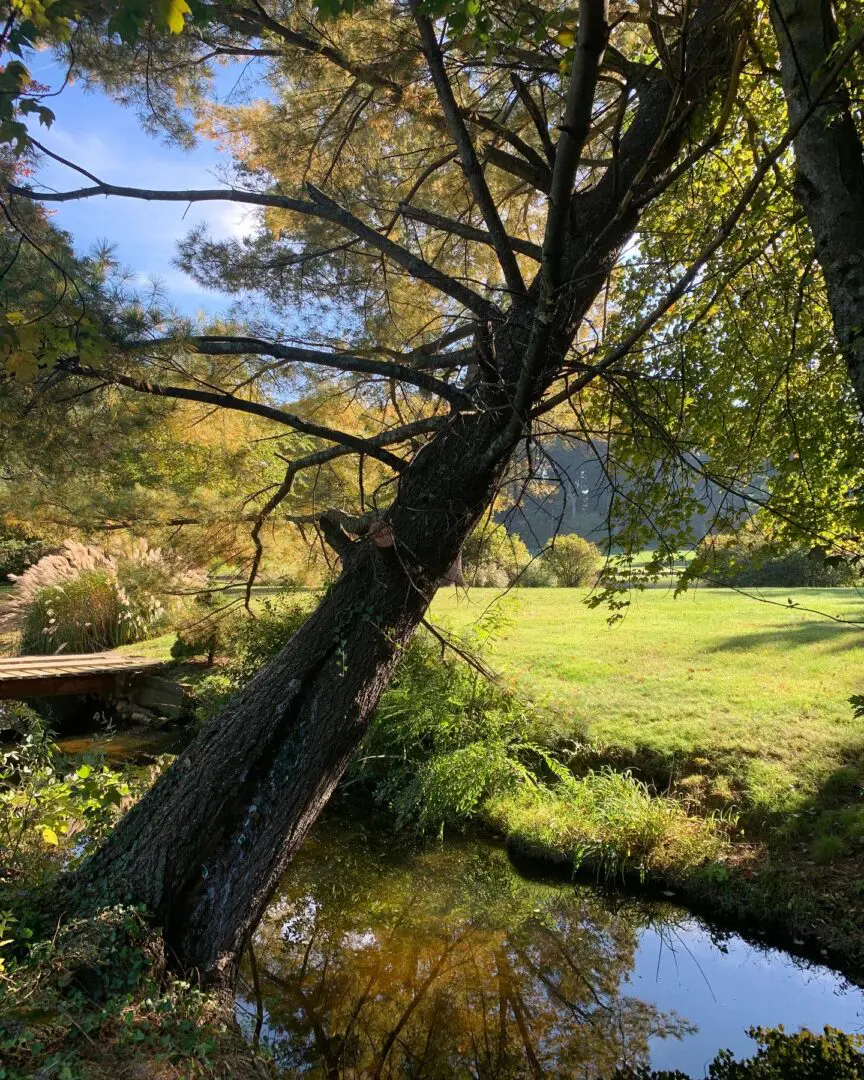 A tree in the middle of a field near water.