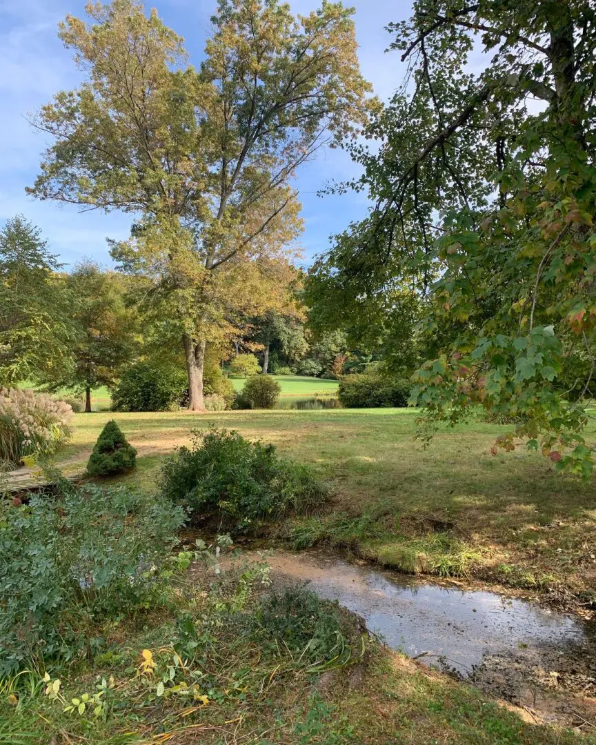 A grassy area with trees and bushes in the background.
