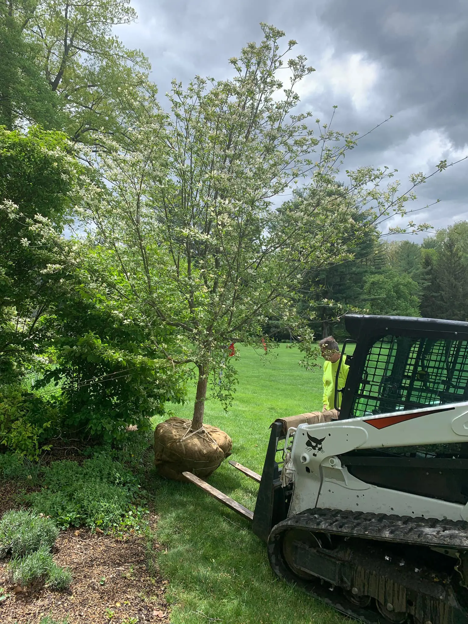 A tree is being cut down by a bobcat.