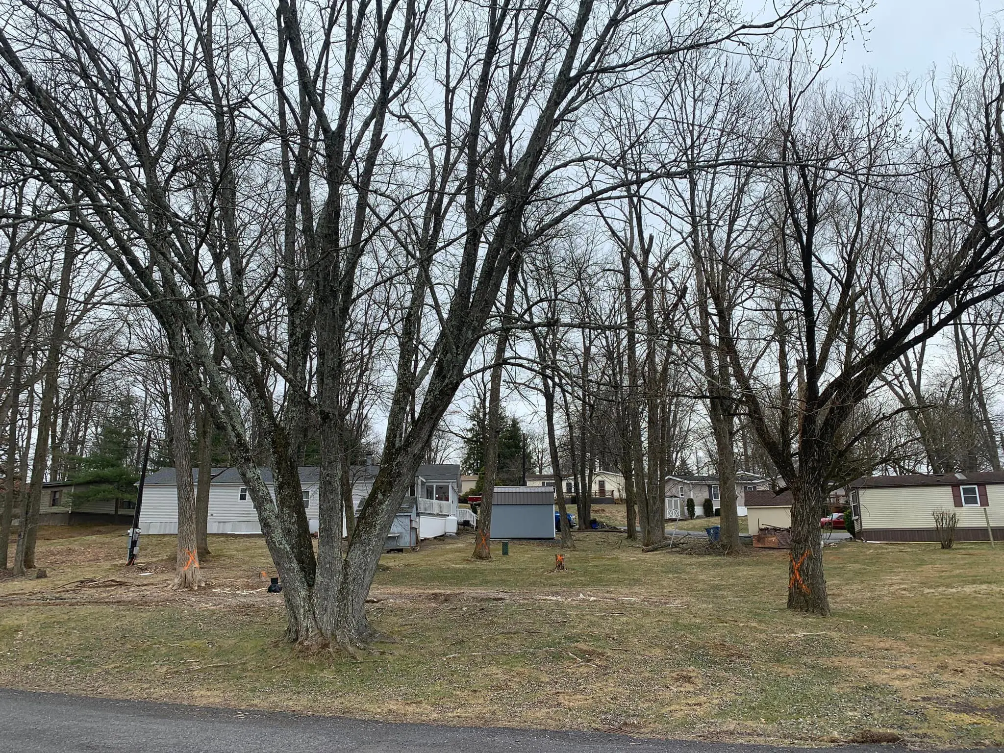 A group of trees that are in the grass.