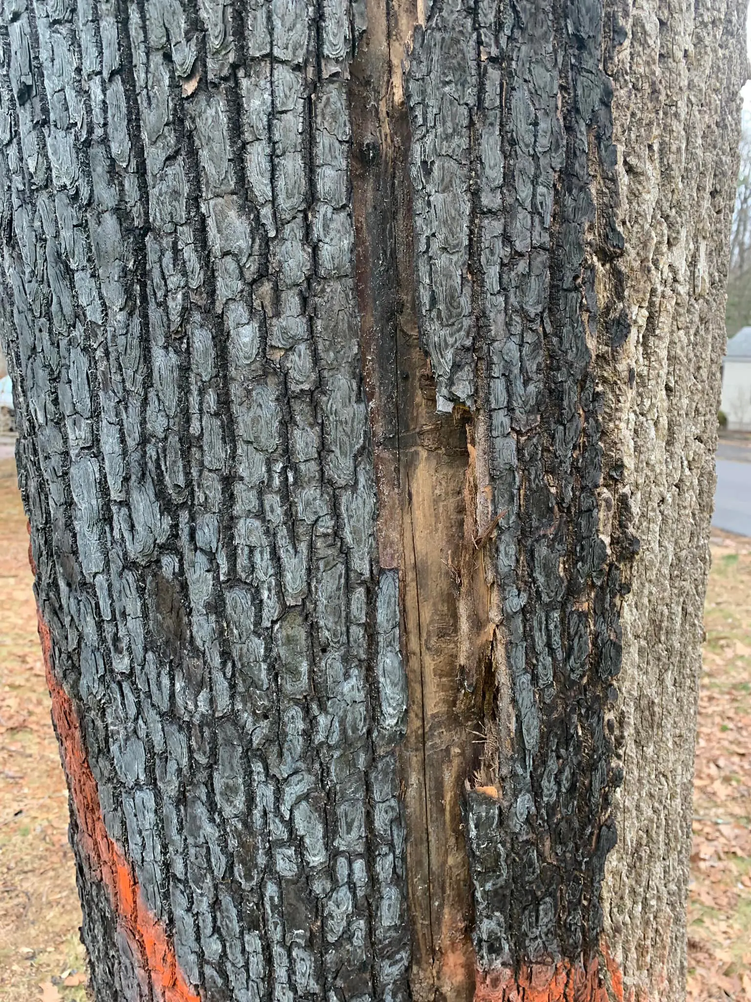 A tree with bark peeling off of it.