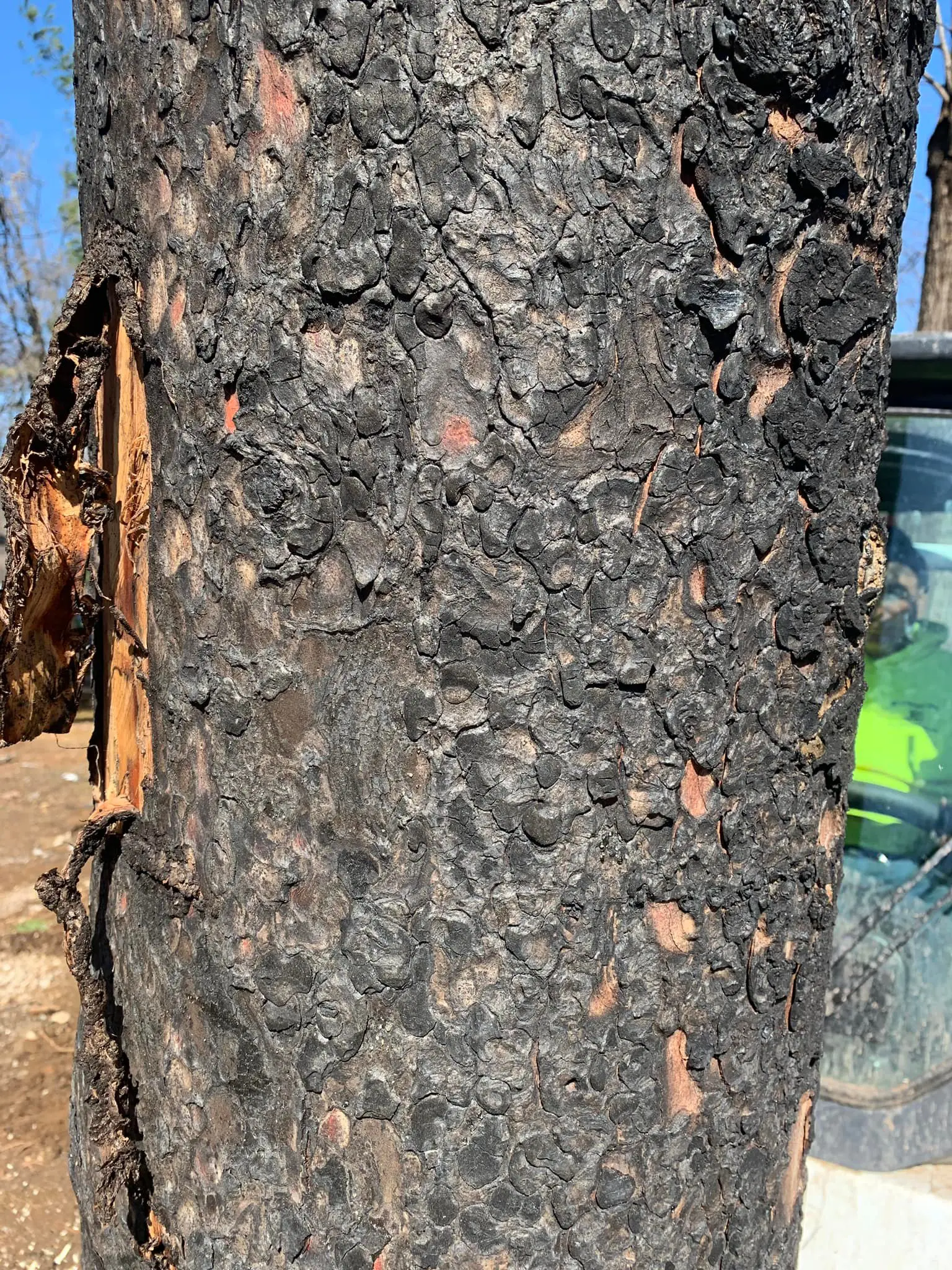 A tree that has been cut down and is very old.
