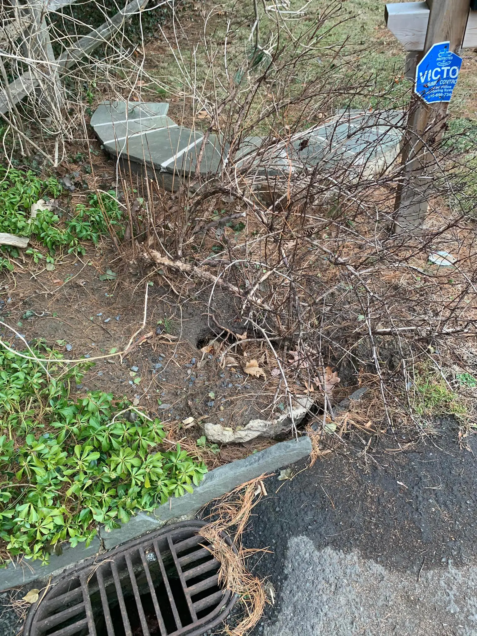 A tree that has been cut down and is in the middle of some dirt.
