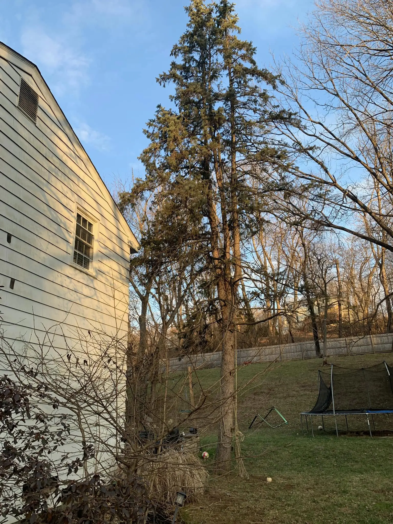 A tree that is in the yard of a house