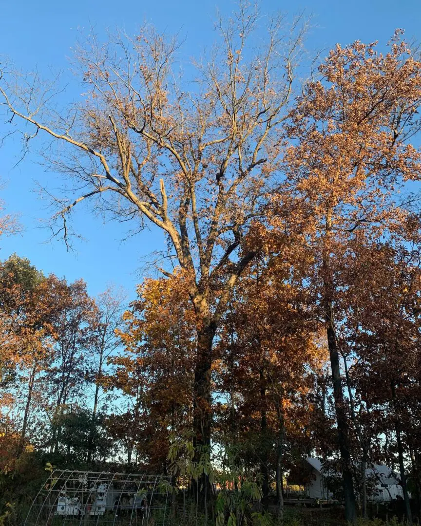 A tree with brown leaves on it's branches.