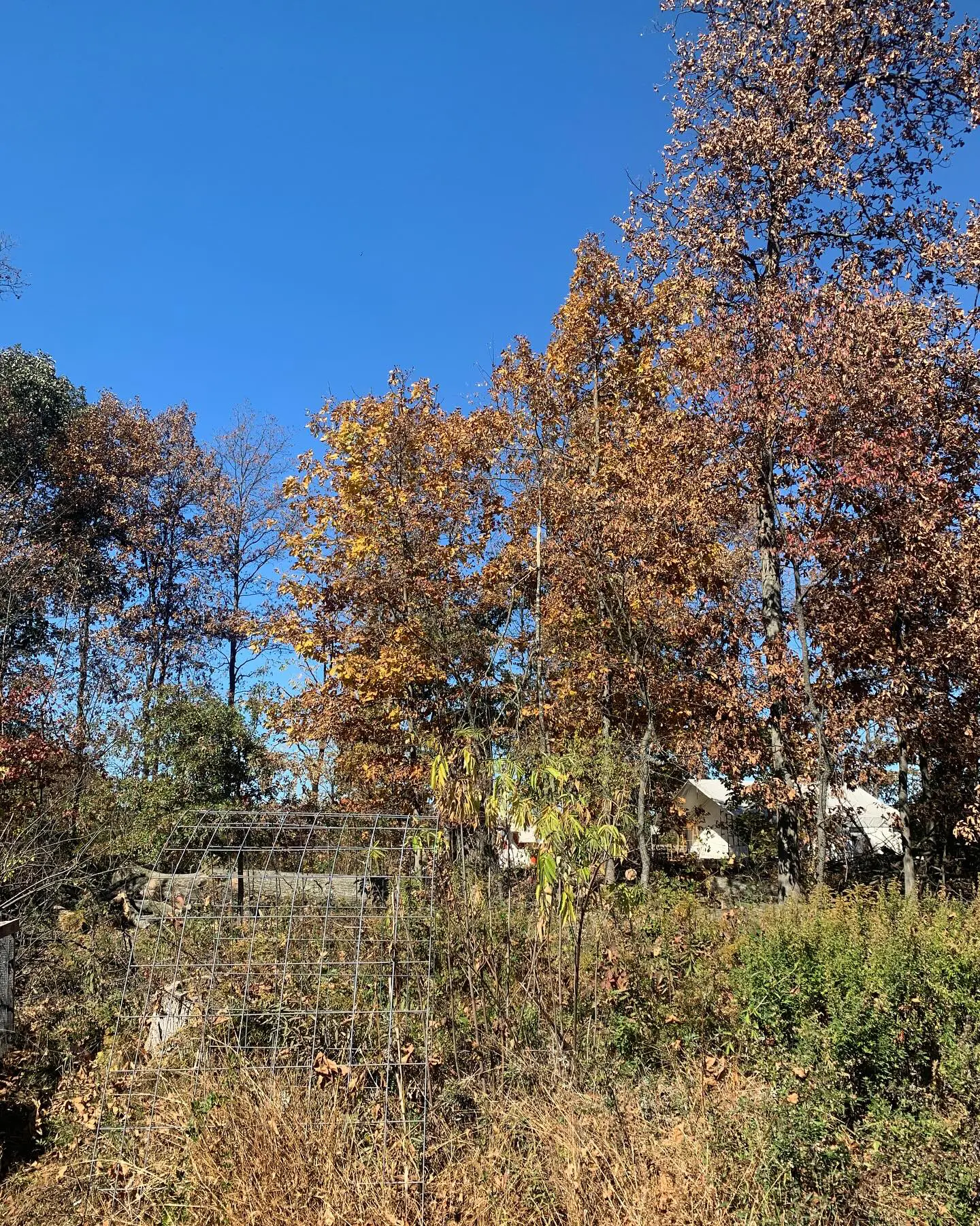 A view of trees and bushes in the distance.