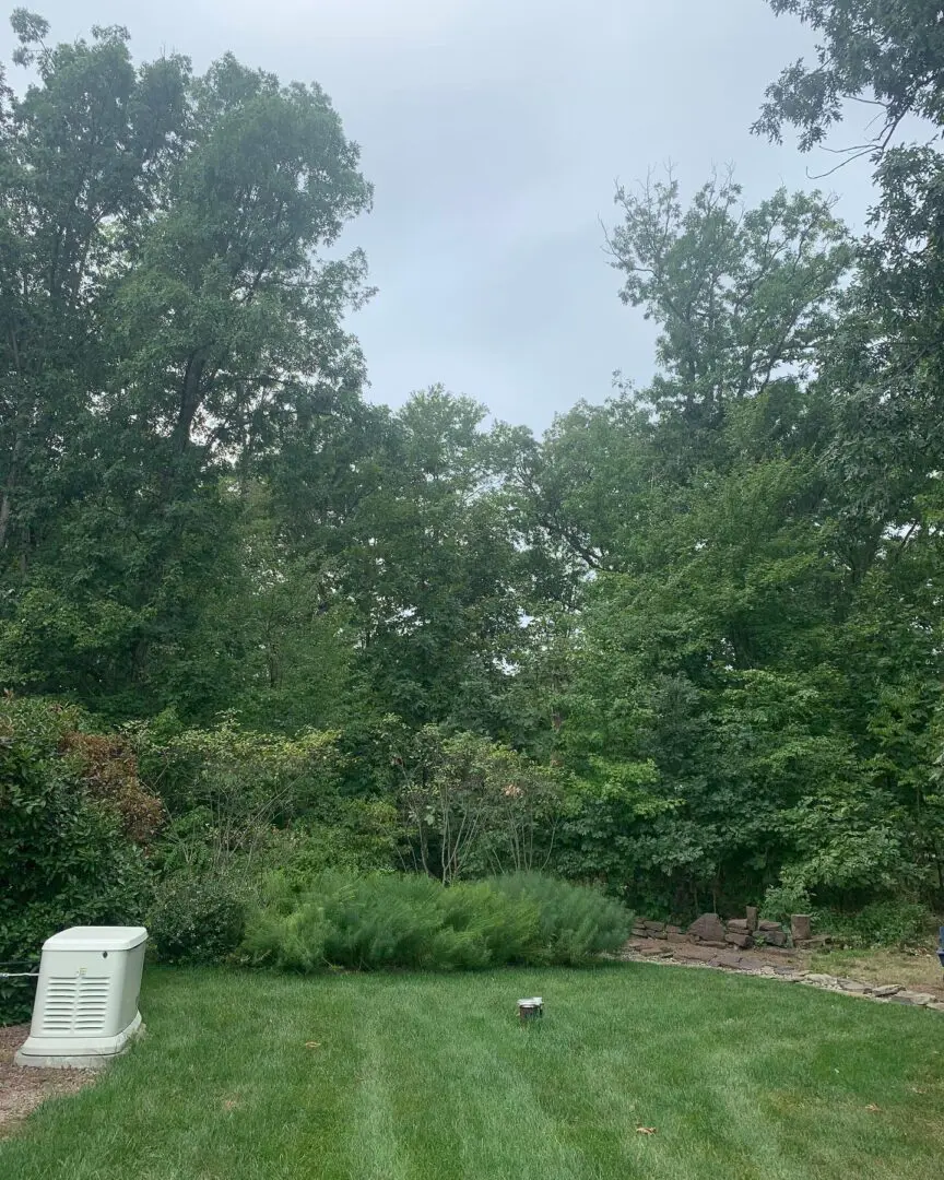 A view of trees and bushes from the back yard.