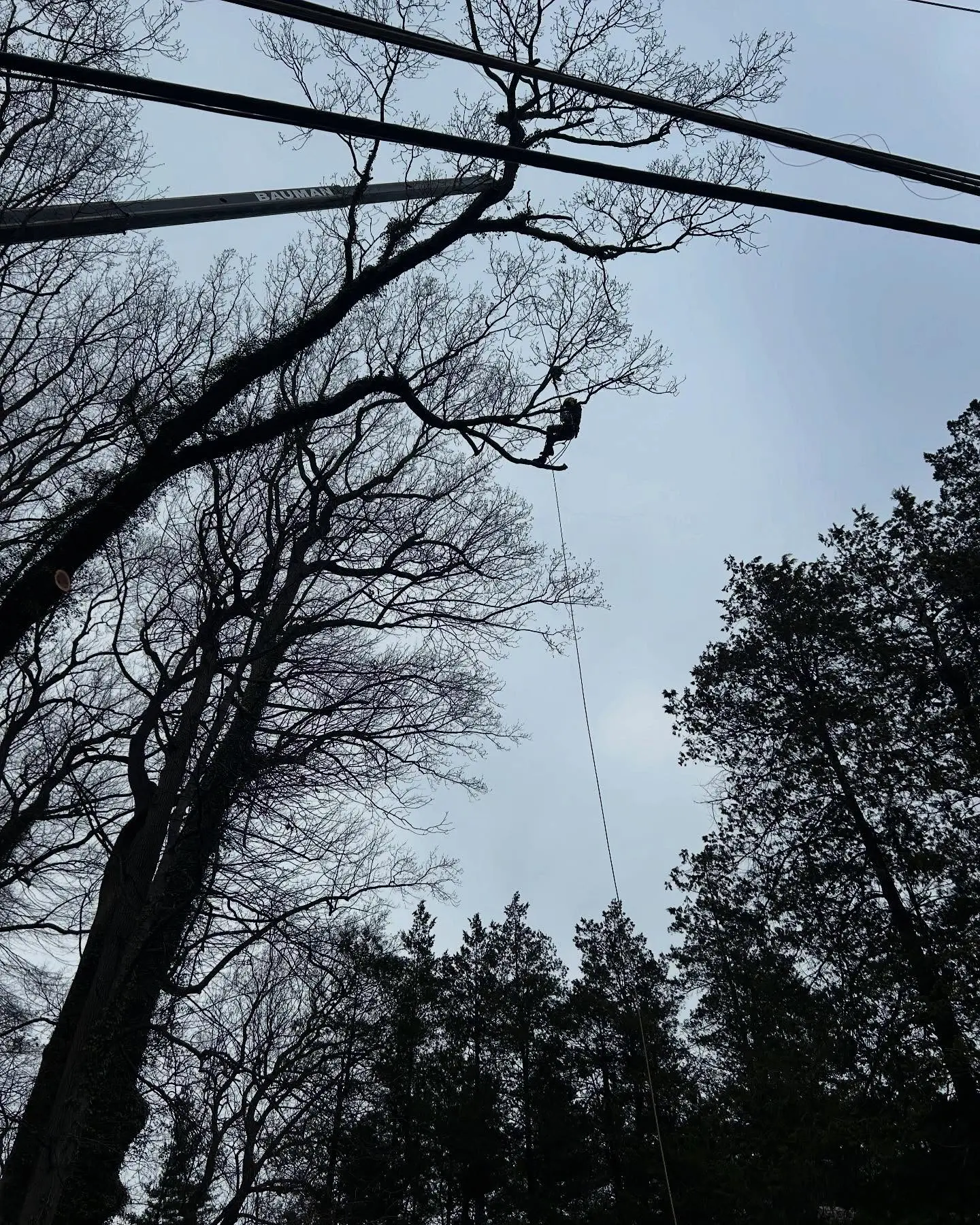 A person is hanging from a tree on ropes.
