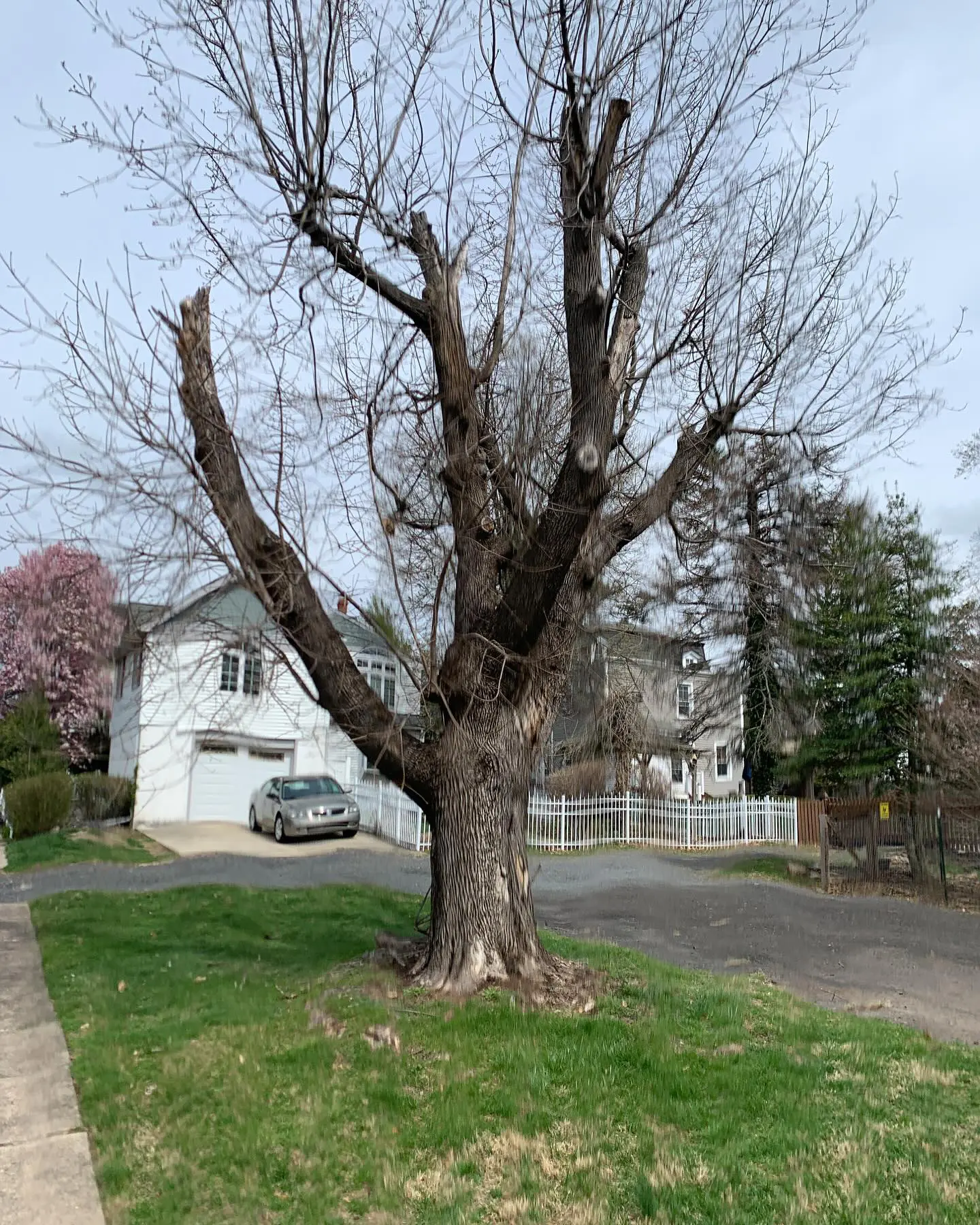 A tree that is in the grass near some houses.