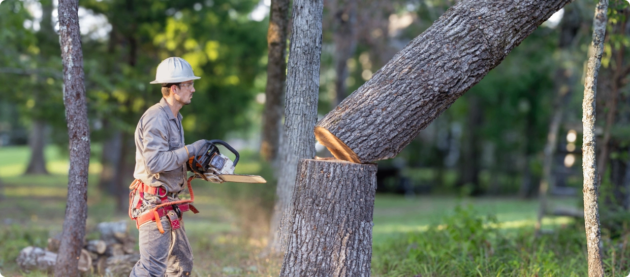 A worker in protective gear uses a chainsaw to fell a large tree in a forested area.
