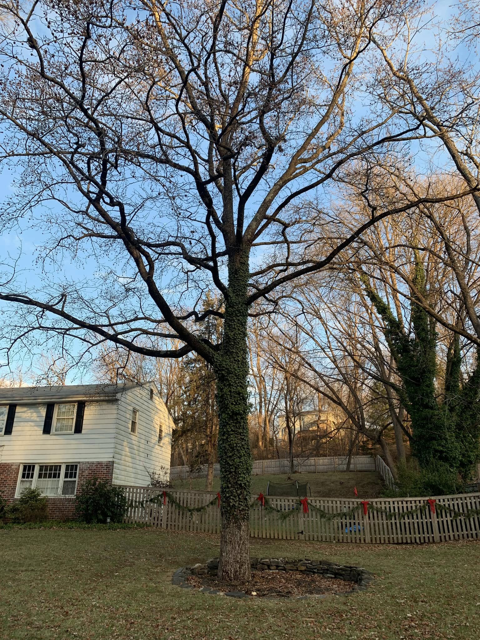 A large tree in front of a house.