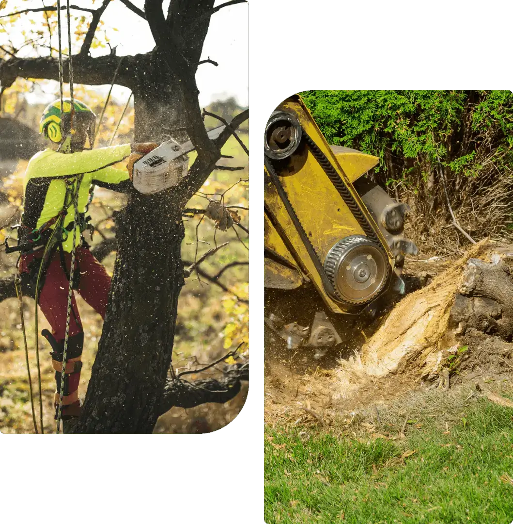 Arborist cutting tree branch while suspended