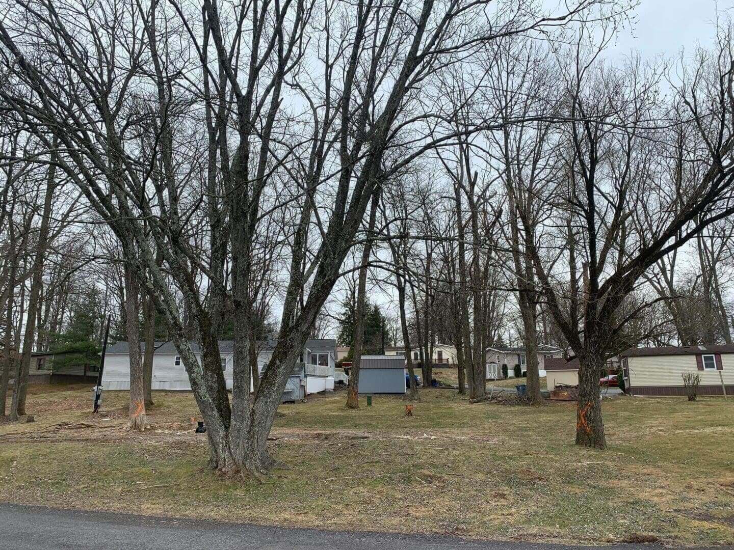 A group of tall trees that are in the grass.